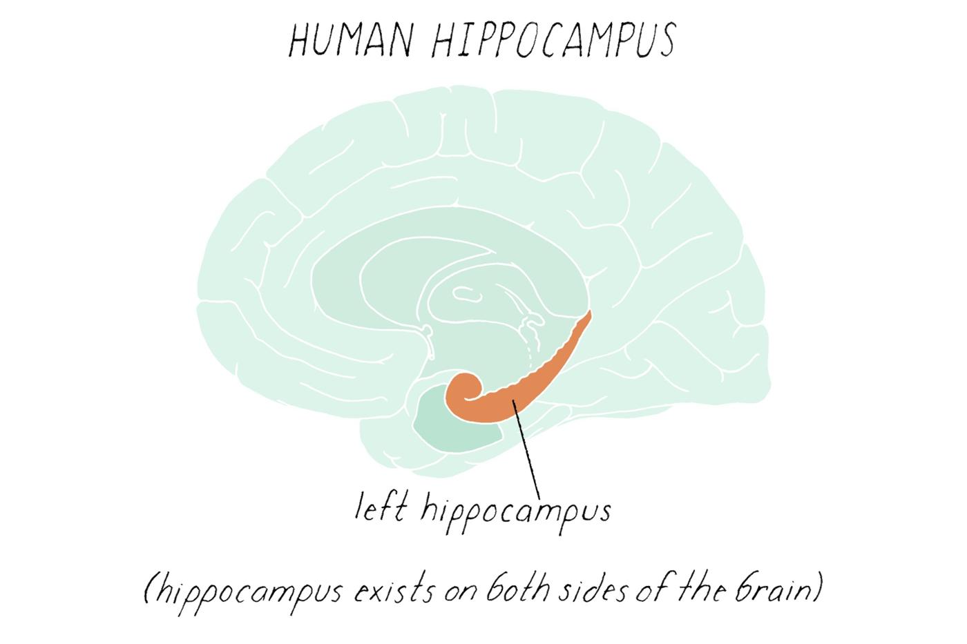 Ilustração do hipocampo dentro do cérebro
