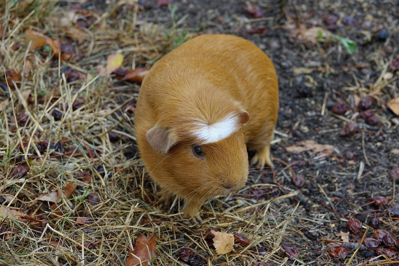 Um porquinho-da-índia
