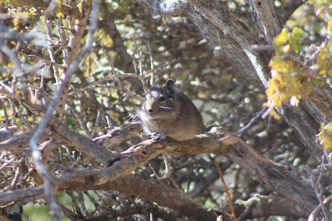 Um degu, pequeno roedor chileno, sobre um galho