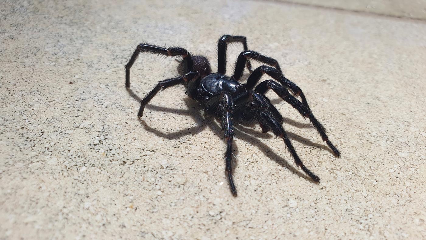 Macho da aranha-de-teia-em-funil de Sydney numa calçada clara